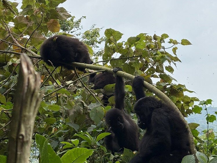 Kahuzi-Biéga National Park